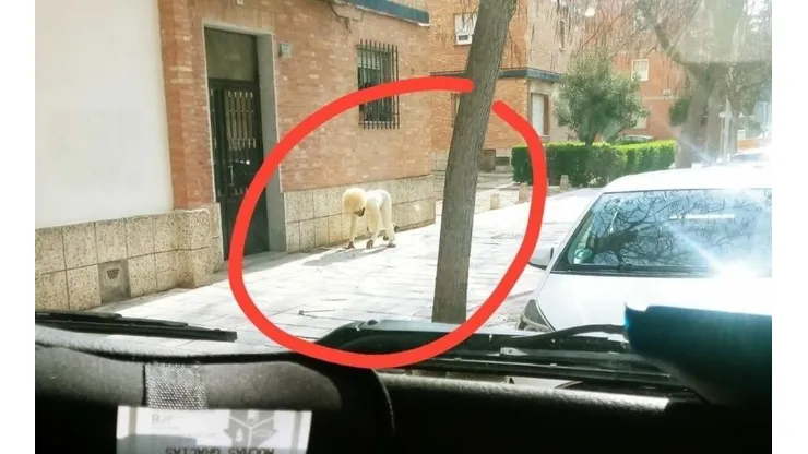 Insólito: se disfrazó de perro para poder salir a la calle en cuarentena
