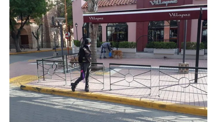 Un municipio repartió comida para los perros de la calle