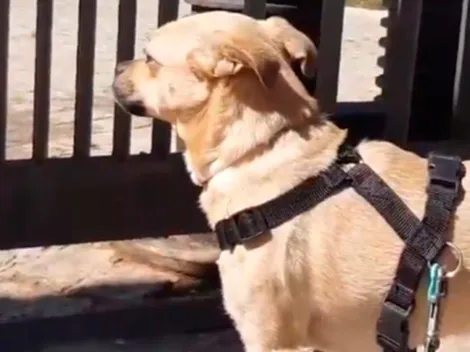 Desgarrador: el perro que lloró al ver cerrado su parque por el Coronavirus