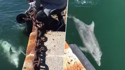 Momento único: en plena pandemia por el coronavirus, filmaron a un delfín en las costas de Italia