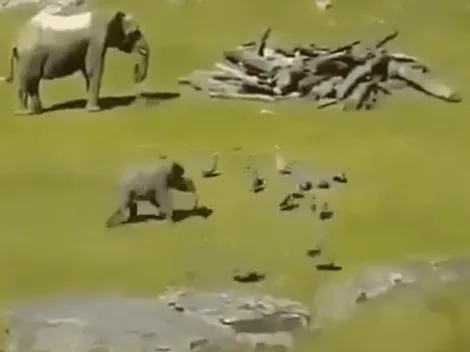 Video viral: este elefante es el más diabólico del zoológico