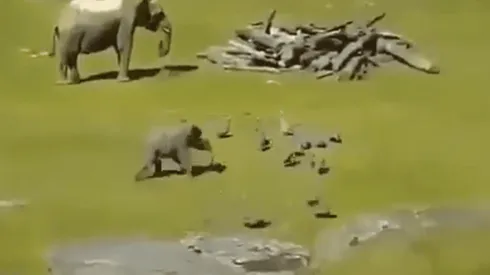 Video viral: este elefante es el más diabólico del zoológico