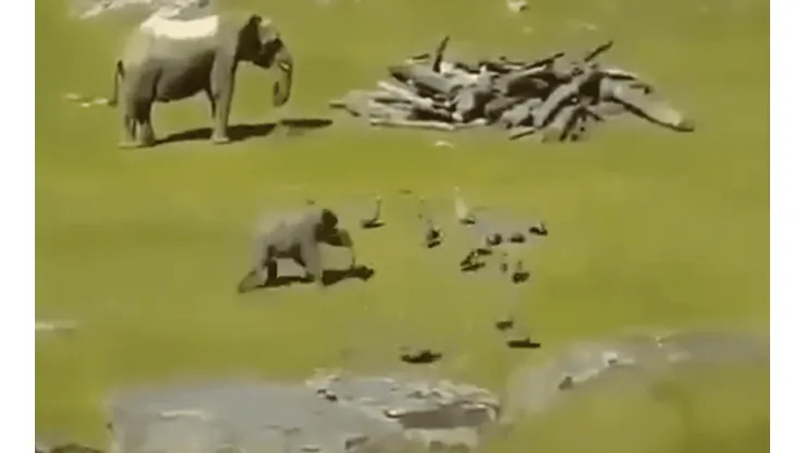 Video viral: este elefante es el más diabólico del zoológico