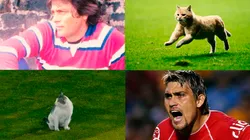 Estos son algunos de los Gatos que han desfilado en las canchas del futbol mexicano.