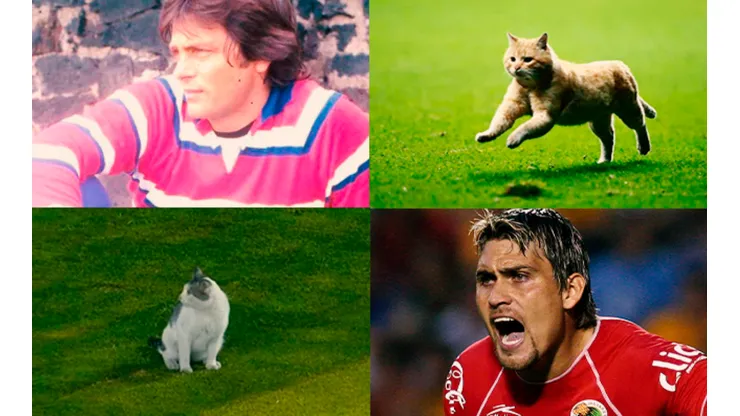 Estos son algunos de los Gatos que han desfilado en las canchas del futbol mexicano.