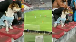 "Firulais" estaba en una de las populares.