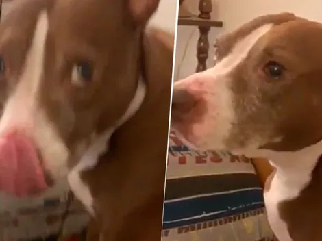 Video viral: este perro diabólico no puede comer sin que lo hagan eructar