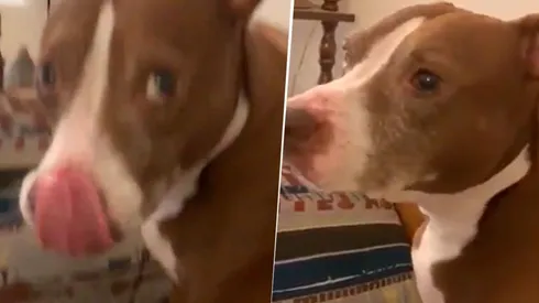 Video viral: este perro diabólico no puede comer sin que lo hagan eructar
