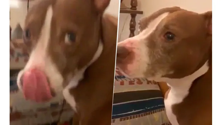 Video viral: este perro diabólico no puede comer sin que lo hagan eructar