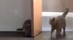 Video viral: morirás de ternura con este gatito diabólico