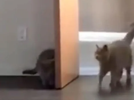 Video viral: morirás de ternura con este gatito diabólico