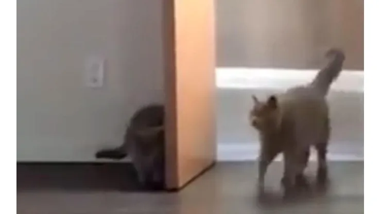 Video viral: morirás de ternura con este gatito diabólico
