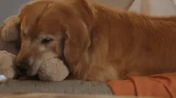 Pagará un anuncio millonario en el Super Bowl para celebrar por su perro