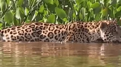 ¿Lo compararon con un yaguareté? La curiosa presentación de Guido Rodríguez en Betis