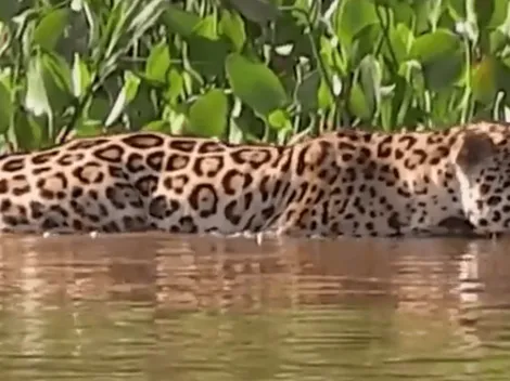 ¿Lo compararon con un yaguareté? La curiosa presentación de Guido Rodríguez en Betis