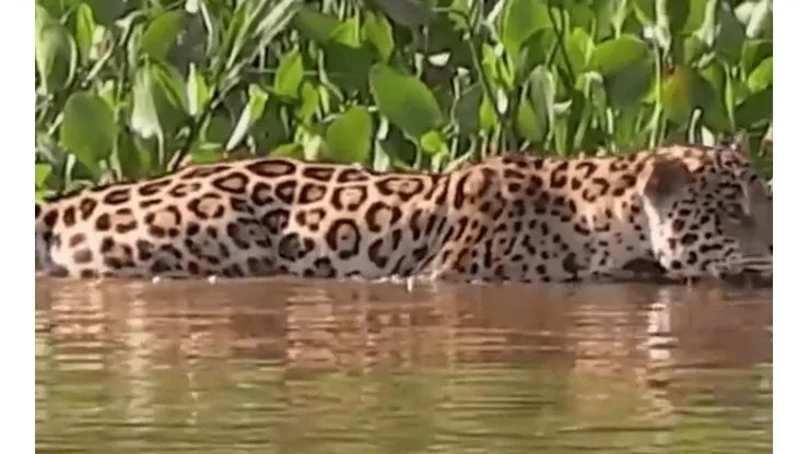 ¿Lo compararon con un yaguareté? La curiosa presentación de Guido Rodríguez en Betis