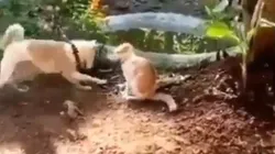 Video viral: este gato nunca supo que se enfrentaba a un perro diabólico