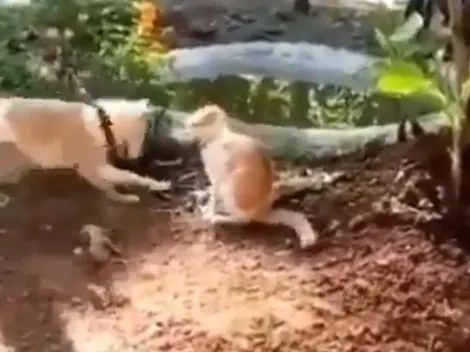 Video viral: este gato nunca supo que se enfrentaba a un perro diabólico