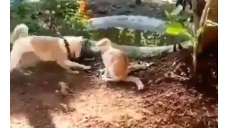 Video viral: este gato nunca supo que se enfrentaba a un perro diabólico