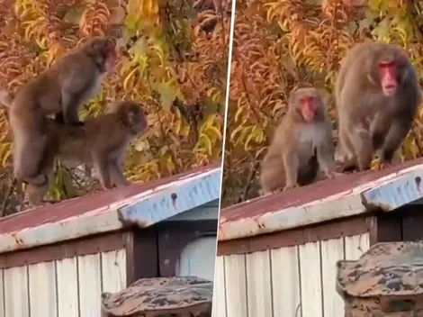Video viral: a este mono diabólico no le gusta que lo filmen mientras 'hace sus cosas'