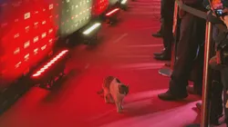 ¡Inédito! Un gato desfiló previo al sorteo de Concachampions