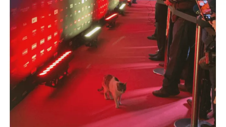 ¡Inédito! Un gato desfiló previo al sorteo de Concachampions