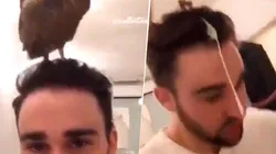 Video viral: nunca supo que el búho que tenía en su cabeza era diabólico