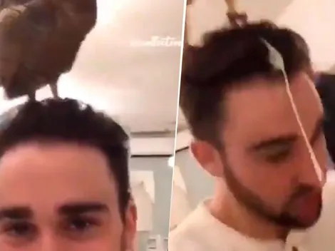 Video viral: nunca supo que el búho que tenía en su cabeza era diabólico