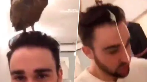 Video viral: nunca supo que el búho que tenía en su cabeza era diabólico