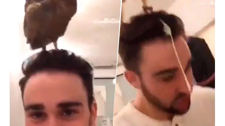 Video viral: nunca supo que el búho que tenía en su cabeza era diabólico