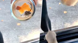 Video viral: dos chicas rescataron a un ratoncito sin saber que era diabólico