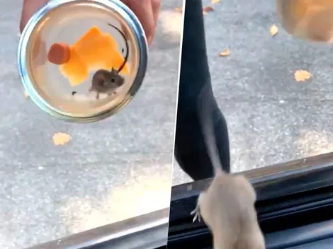 Video viral: dos chicas rescataron a un ratoncito sin saber que era diabólico