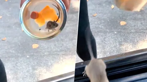Video viral: dos chicas rescataron a un ratoncito sin saber que era diabólico