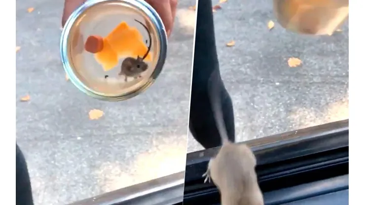 Video viral: dos chicas rescataron a un ratoncito sin saber que era diabólico