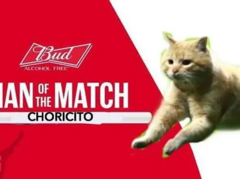 El gato fue el protagonista de los memes de México - Bermudas