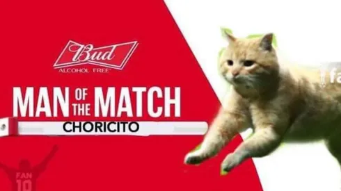 El gato fue el protagonista de los memes de México - Bermudas