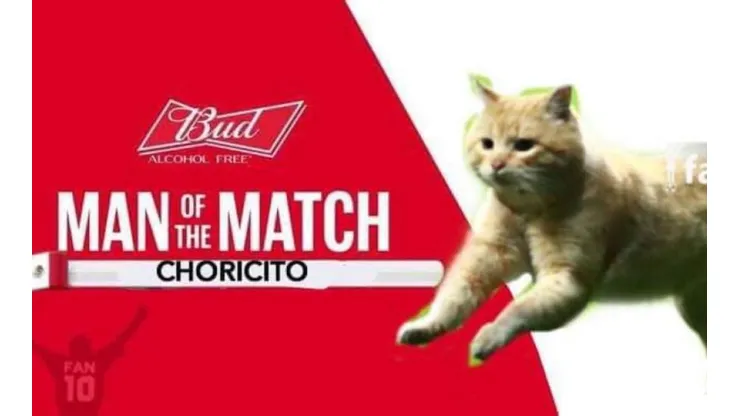 El gato fue el protagonista de los memes de México - Bermudas