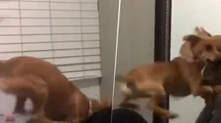 Video viral: este perrito diabólico nunca imaginó lo que le esperaba del otro lado del espejo