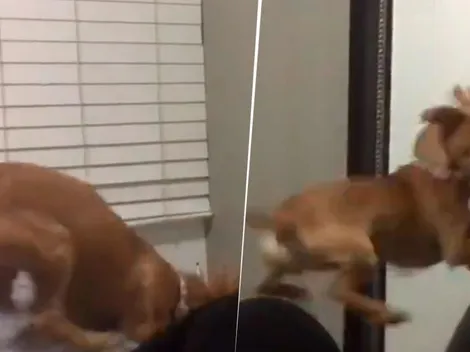 Video viral: este perrito diabólico nunca imaginó lo que le esperaba del otro lado del espejo