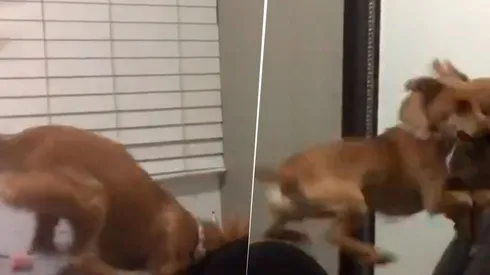Video viral: este perrito diabólico nunca imaginó lo que le esperaba del otro lado del espejo