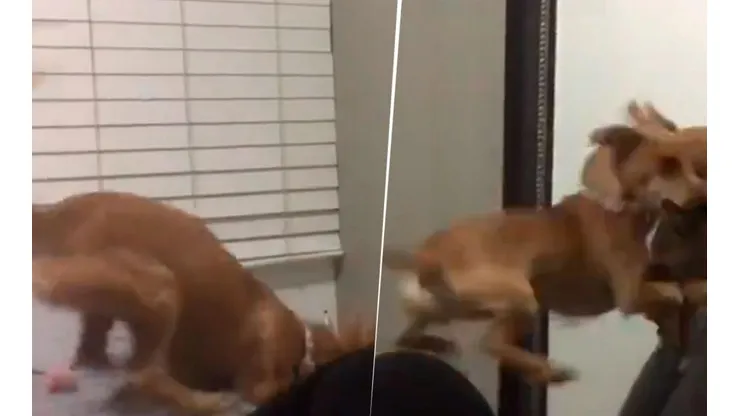 Video viral: este perrito diabólico nunca imaginó lo que le esperaba del otro lado del espejo