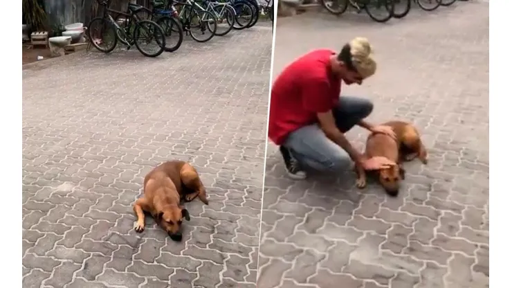 Magia pura: ¡hizo real el filtro del perro en Instagram!