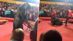 Video: oso atacó a su domador y todo quedó registrado