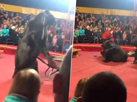 Video: oso atacó a su domador y todo quedó registrado