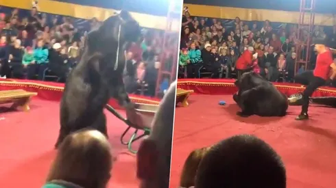 Video: oso atacó a su domador y todo quedó registrado
