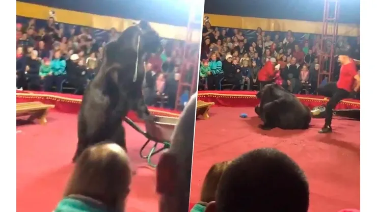 Video: oso atacó a su domador y todo quedó registrado