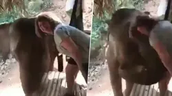 Video viral: ella nunca imaginó la reacción que tendría este elefante diabólico
