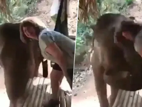 Video viral: ella nunca imaginó la reacción que tendría este elefante diabólico
