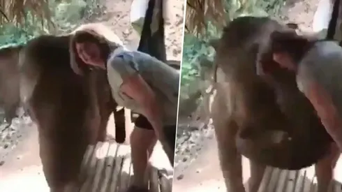 Video viral: ella nunca imaginó la reacción que tendría este elefante diabólico