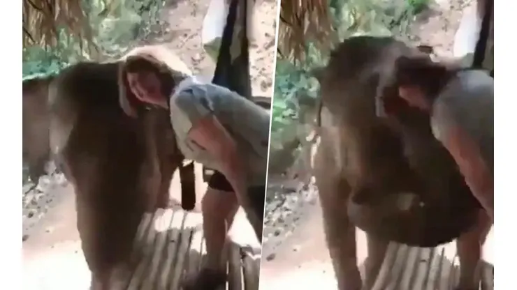 Video viral: ella nunca imaginó la reacción que tendría este elefante diabólico